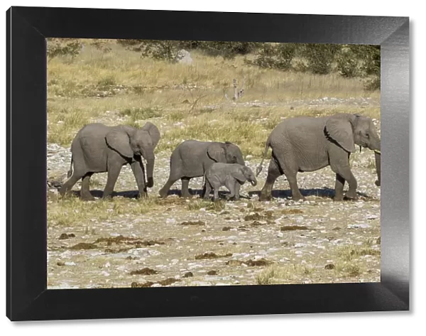 Africa, Namibia, Etosha National Park. Family of elephants walking