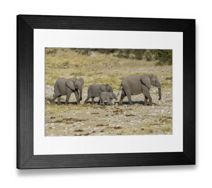 Framed Print : Africa, Namibia, Etosha National Park. Family of elephants walking