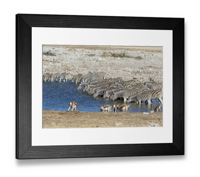 Framed Print : Africa, Namibia, Etosha National Park. Zebras at the watering hole