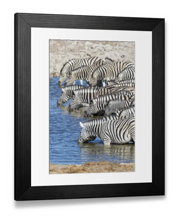 Framed Print : Africa, Namibia, Etosha National Park. Zebras at the watering hole Framed Print : Africa, Namibia, Etosha National Park. Zebras at the watering hole