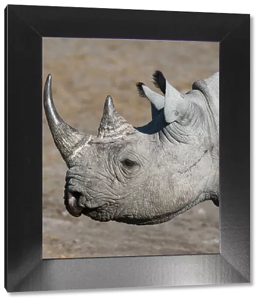 Etosha National Park, Namibia, Africa. Black Rhinoceros profile