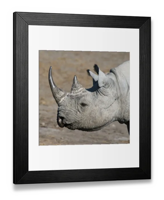 Framed Print : Etosha National Park, Namibia, Africa. Black Rhinoceros profile Framed Print : Etosha National Park, Namibia, Africa. Black Rhinoceros profile