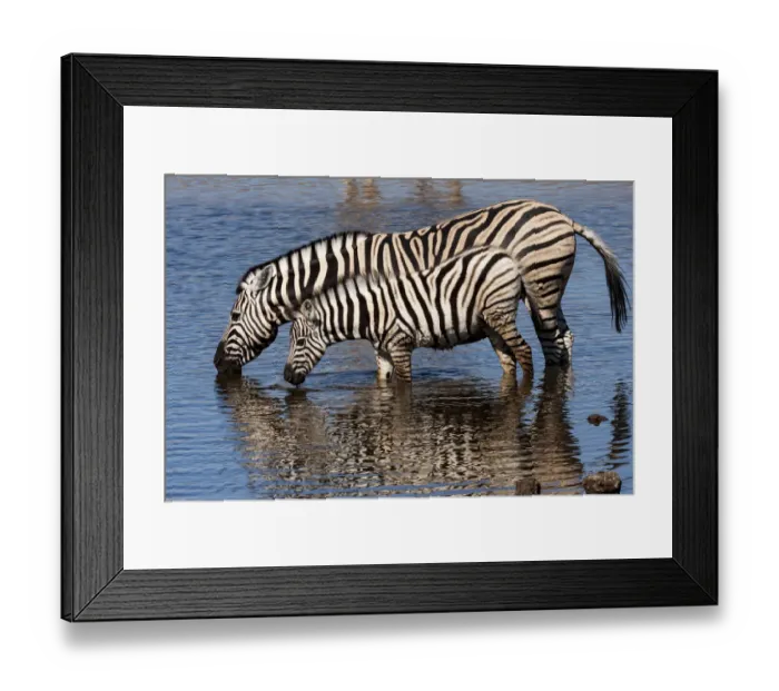 Framed Print : Etosha National Park, Namibia, Africa. Two Burchells Zebra drinking Framed Print : Etosha National Park, Namibia, Africa. Two Burchells Zebra drinking