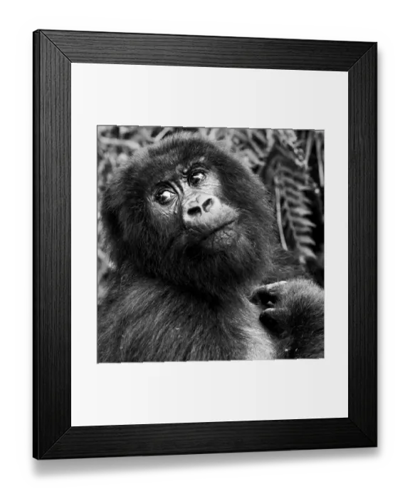Framed Print : Virunga Mountains, Rwanda, Africa. Mountain Gorilla
