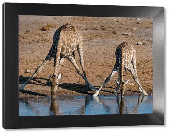Etosha National Park, Namibia, Africa. Two Angolan Giraffe drinking