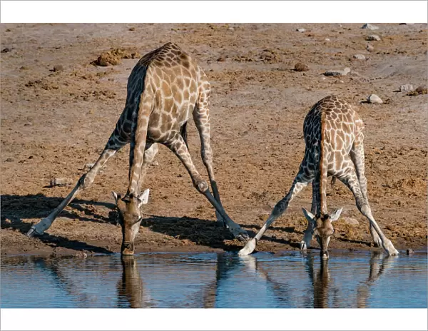 Etosha National Park, Namibia, Africa. Two Angolan Giraffe drinking