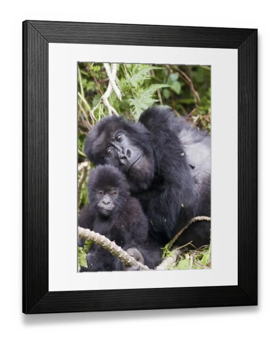 Framed Print : Virunga Mountains, Rwanda, Africa. Mountain Gorilla adult and young Framed Print : Virunga Mountains, Rwanda, Africa. Mountain Gorilla adult and young