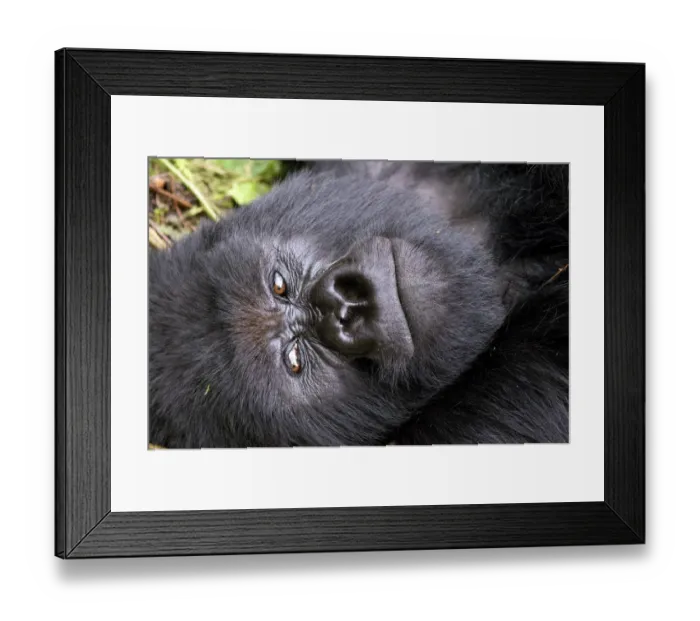 Framed Print : Virunga Mountains, Rwanda, Africa. Mountain Gorilla