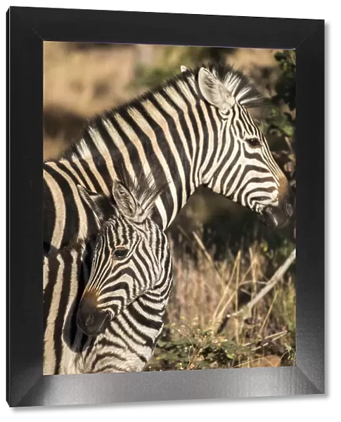 South Africa, Welgevonden Game Reserve. Adult and juvenile zebras