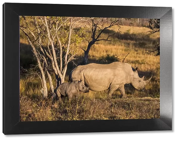 Africa, South Africa, Welgevonden Game Reserve. Adult and baby white rhinos. Credit as