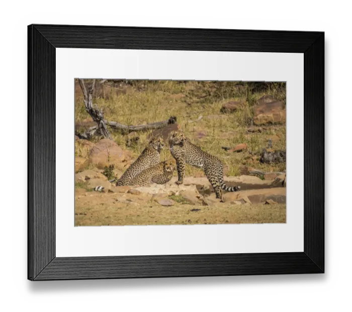 Framed Print : Africa, South Africa, Welgevonden Game Reserve Framed Print : Africa, South Africa, Welgevonden Game Reserve