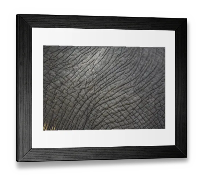 Framed Print : African Elephant (Loxodonta Africana), Sabi Sand Reserve, Mpumalanga, South Africa