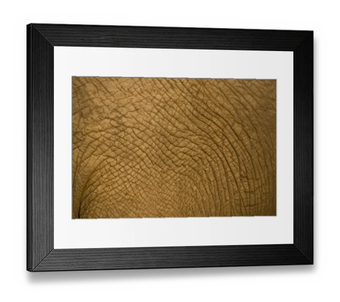 Framed Print : African Elephant (Loxodonta Africana), Sabi Sand Reserve, Mpumalanga, South Africa Framed Print : African Elephant (Loxodonta Africana), Sabi Sand Reserve, Mpumalanga, South Africa