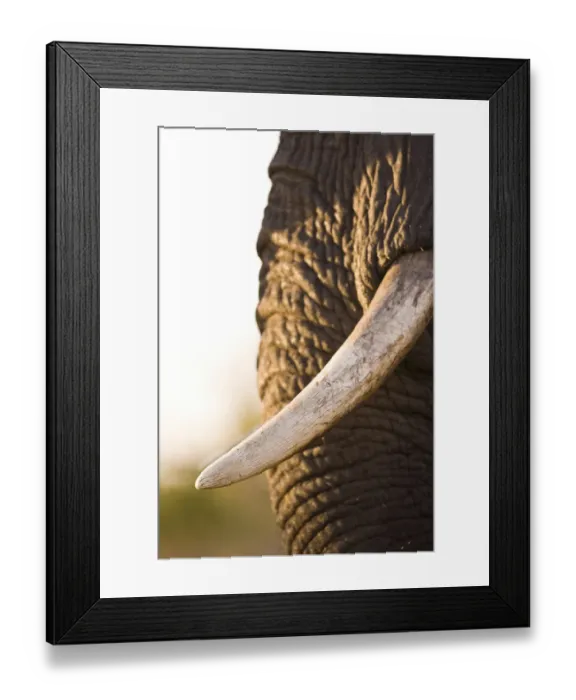 Framed Print : African Elephant (Loxodonta Africana), Sabi Sand Reserve, Mpumalanga, South Africa Framed Print : African Elephant (Loxodonta Africana), Sabi Sand Reserve, Mpumalanga, South Africa