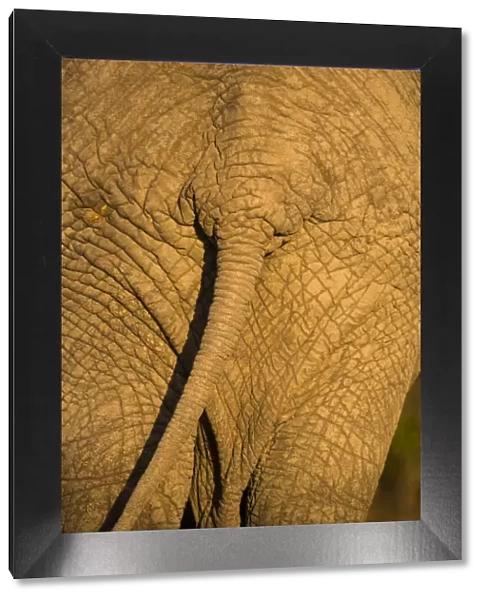 African Elephant (Loxodonta Africana), Sabi Sand Reserve, Mpumalanga, South Africa