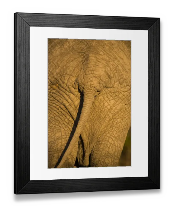 Framed Print : African Elephant (Loxodonta Africana), Sabi Sand Reserve, Mpumalanga, South Africa