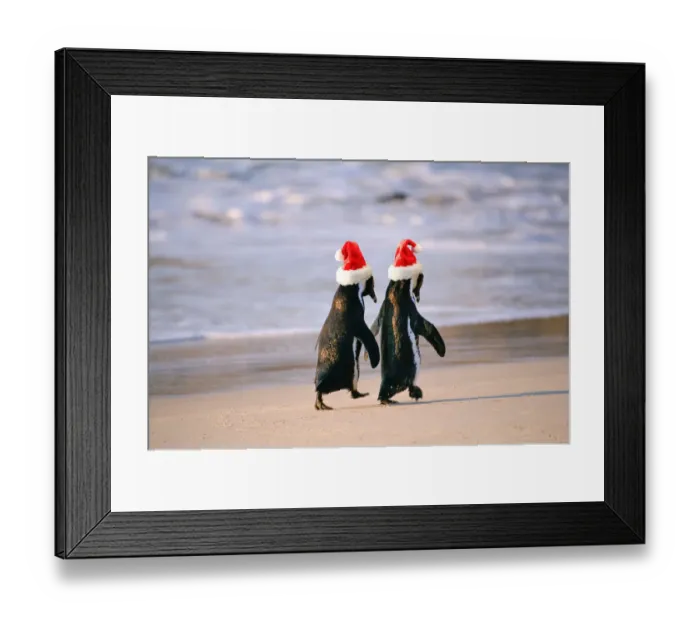 Framed Print : African Penguins (Spheniscus Demersus) walking hand in hand near Capetown, South Africa Framed Print : African Penguins (Spheniscus Demersus) walking hand in hand near Capetown, South Africa
