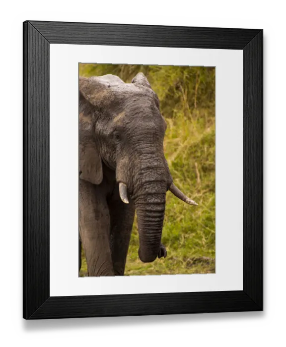 Framed Print : African Elephant (Loxodonta Africana), Sabi Sand Reserve, Mpumalanga, South Africa