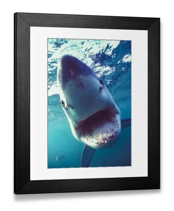 Framed Print : Great White Shark (Carcharodon Carcharias) South Africa