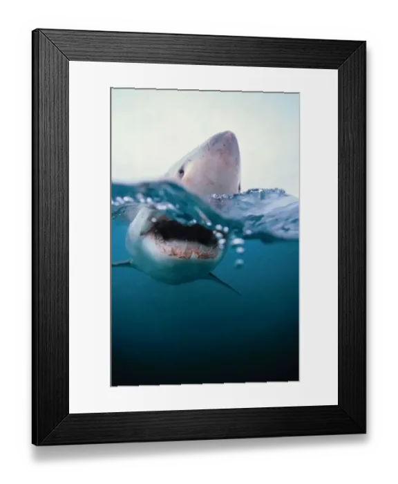 Framed Print : Great White Shark (Carcharodon Carcharias) South Africa Framed Print : Great White Shark (Carcharodon Carcharias) South Africa