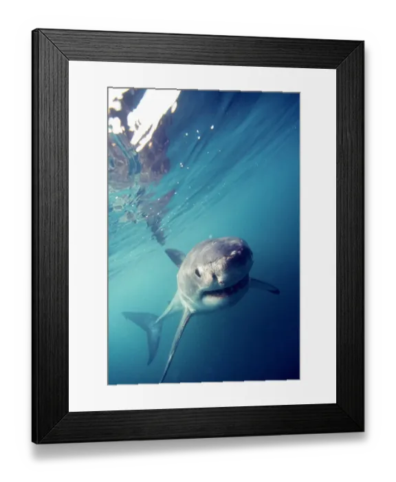 Framed Print : Great White Shark (Carcharodon Carcharias) South Africa Framed Print : Great White Shark (Carcharodon Carcharias) South Africa