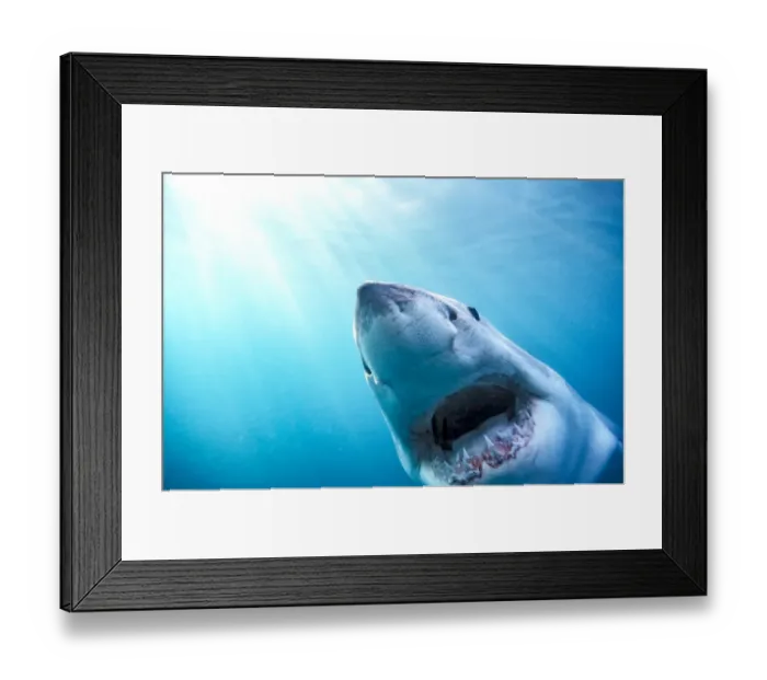 Framed Print : Great White Shark (Carcharodon Carcharias) South Africa Framed Print : Great White Shark (Carcharodon Carcharias) South Africa