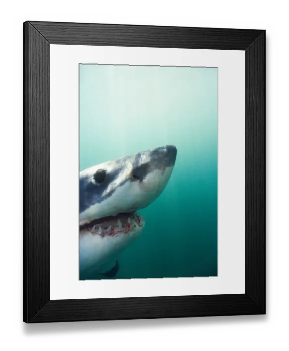 Framed Print : Great White Shark (Carcharodon Carcharias) South Africa Framed Print : Great White Shark (Carcharodon Carcharias) South Africa