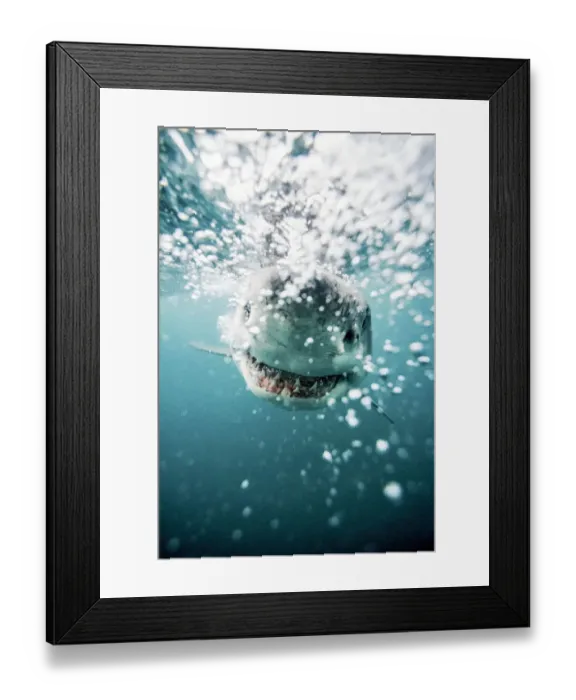 Framed Print : Great White Shark (Carcharodon Carcharias) South Africa Framed Print : Great White Shark (Carcharodon Carcharias) South Africa