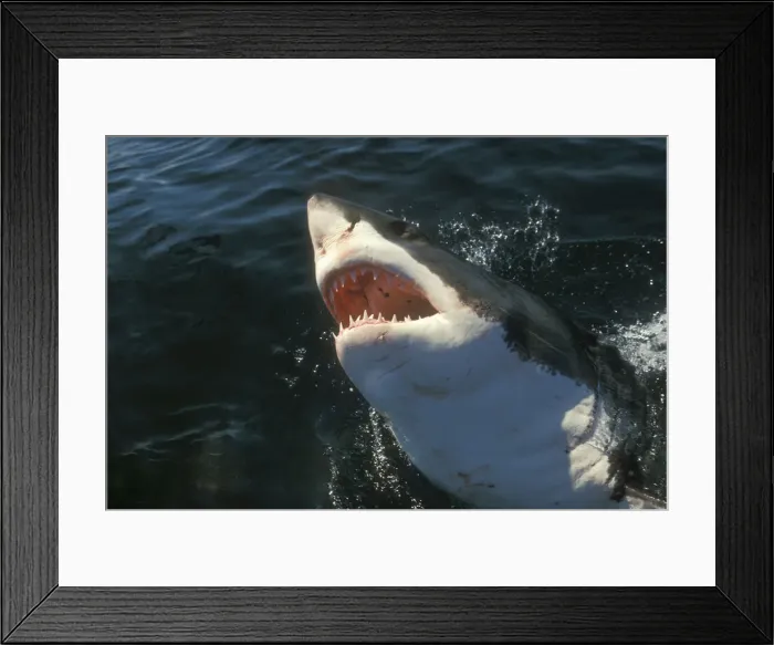Framed Print : Great White Shark (Carcharodon carcharius) South Africa Framed Print : Great White Shark (Carcharodon carcharius) South Africa