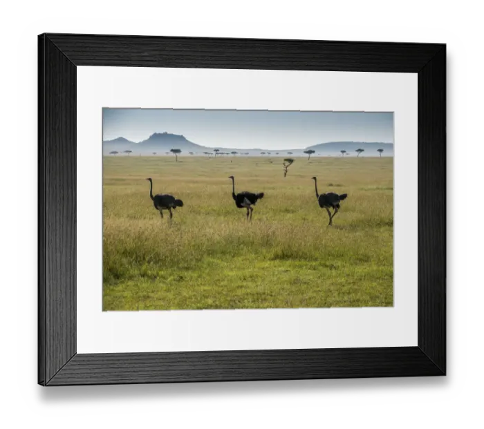 Framed Print : Africa, Tanzania, Serengeti National Park Framed Print : Africa, Tanzania, Serengeti National Park