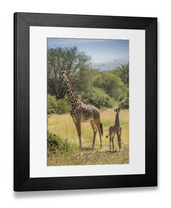 Framed Print : Africa, Tanzania, Serengeti National Park Framed Print : Africa, Tanzania, Serengeti National Park
