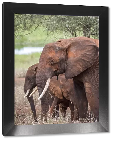 Africa, Tanzania. Adult and juvenile elephants