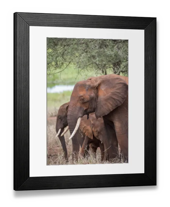 Framed Print : Africa, Tanzania. Adult and juvenile elephants Framed Print : Africa, Tanzania. Adult and juvenile elephants