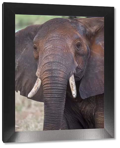 Africa, Tanzania. Adult elephant close-up