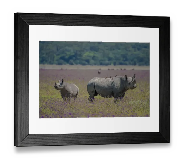 Framed Print : Africa, Tanzania. Rhino mother and juvenile Framed Print : Africa, Tanzania. Rhino mother and juvenile