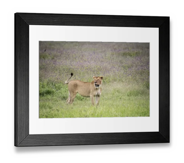 Framed Print : Africa, Tanzania. Lioness in flowery grass Framed Print : Africa, Tanzania. Lioness in flowery grass