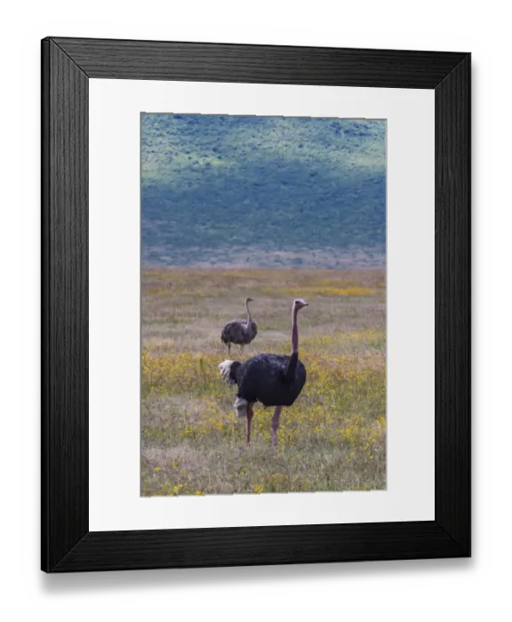Framed Print : Africa, Tanzania. Ostriches in savanna. Credit as: Jones & Shimlock / Jaynes Gallery Framed Print : Africa, Tanzania. Ostriches in savanna. Credit as: Jones & Shimlock / Jaynes Gallery