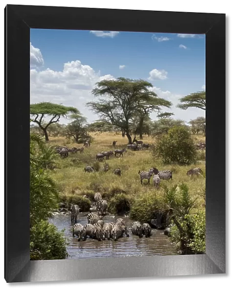 Africa, Tanzania, Serengeti National Park