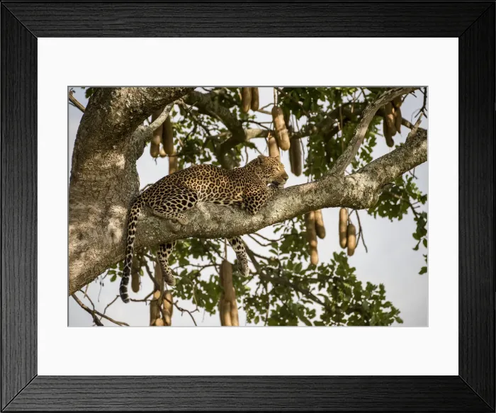 Framed Print : Africa, Tanzania, Serengeti National Park Framed Print : Africa, Tanzania, Serengeti National Park