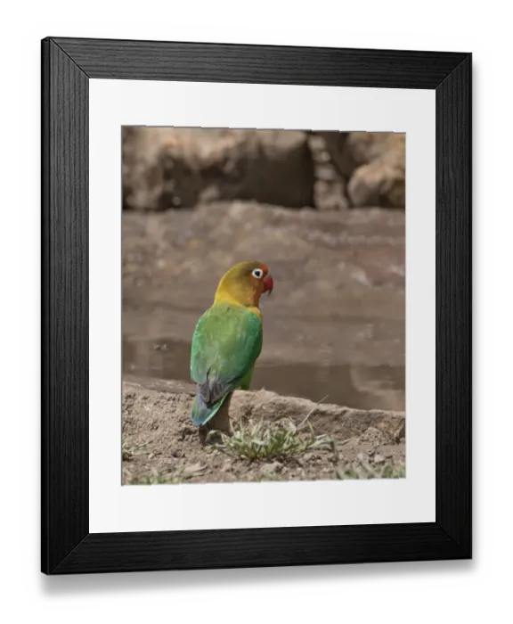 Framed Print : Africa, Tanzania, Ngorongoro Conservation Area Framed Print : Africa, Tanzania, Ngorongoro Conservation Area
