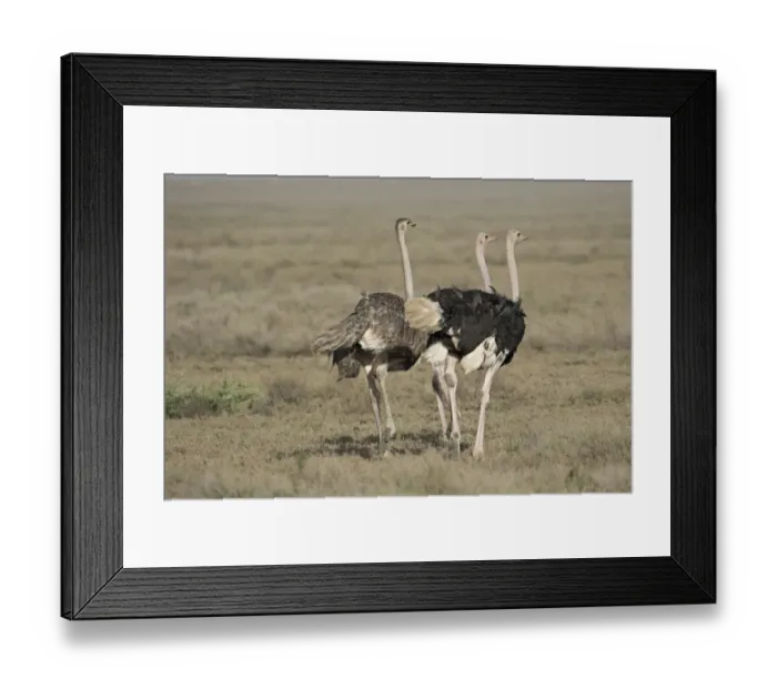 Framed Print : Africa, Tanzania, Ngorongoro Conservation Area Framed Print : Africa, Tanzania, Ngorongoro Conservation Area