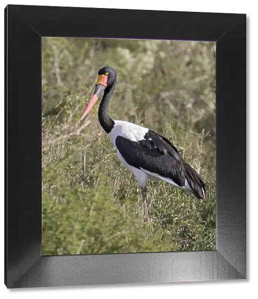 Africa, Tanzania, Serengeti. Saddle-billed Stork (Ephippiorhynchus senegalensis)