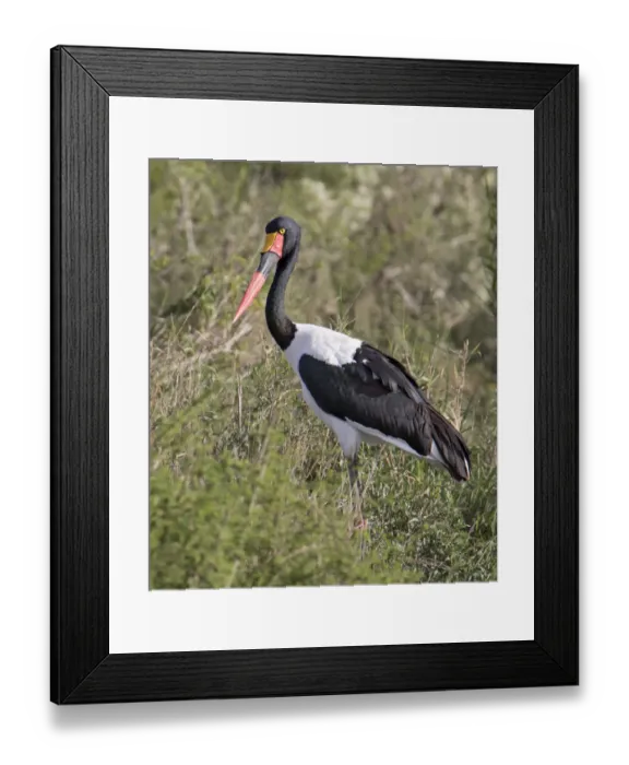 Framed Print : Africa, Tanzania, Serengeti. Saddle-billed Stork (Ephippiorhynchus senegalensis) Framed Print : Africa, Tanzania, Serengeti. Saddle-billed Stork (Ephippiorhynchus senegalensis)