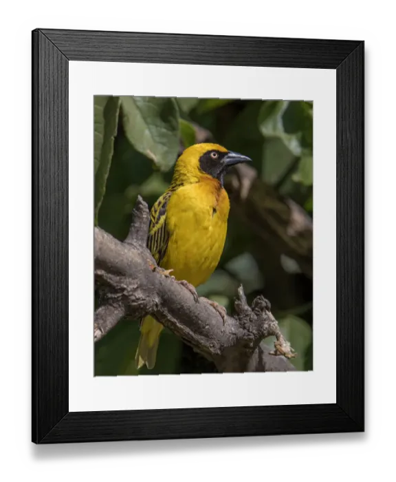 Framed Print : Africa, Tanzania, Ngorongoro Crater. Vitelline Masked Weaver (Ploceus velatus) Framed Print : Africa, Tanzania, Ngorongoro Crater. Vitelline Masked Weaver (Ploceus velatus)