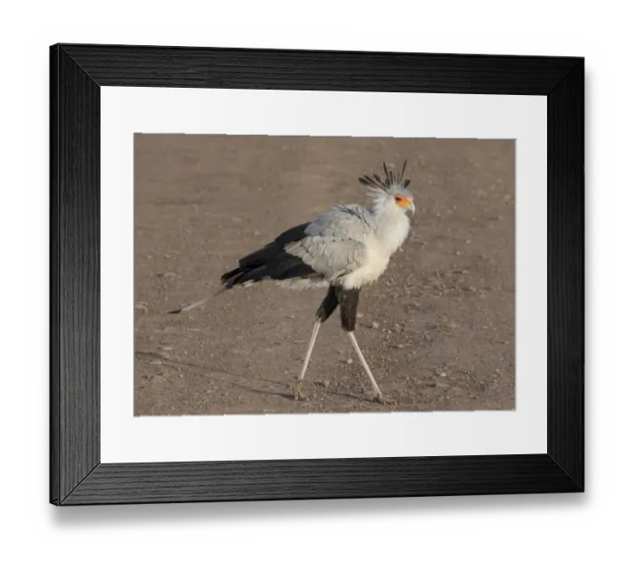 Framed Print : Africa, Tanzania, Ngorongoro Crater. Secretary Bird (Sagittarius serpentarius) Framed Print : Africa, Tanzania, Ngorongoro Crater. Secretary Bird (Sagittarius serpentarius)