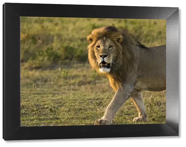 Africa, Tanzania, Ngorongoro Conservation Area. Male lion (Panthera leo)