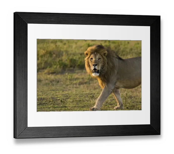 Framed Print : Africa, Tanzania, Ngorongoro Conservation Area. Male lion (Panthera leo) Framed Print : Africa, Tanzania, Ngorongoro Conservation Area. Male lion (Panthera leo)