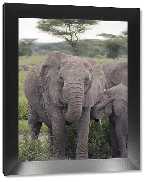 Tanzania, Africa. Mother African Elephant an young