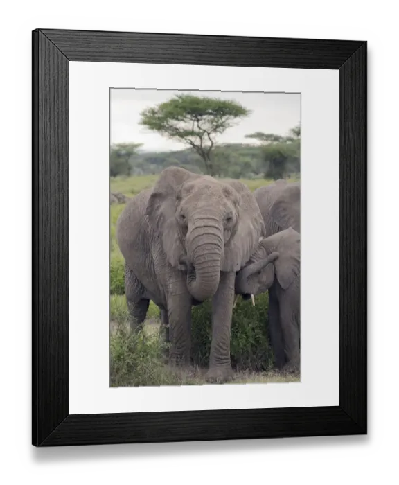 Framed Print : Tanzania, Africa. Mother African Elephant an young