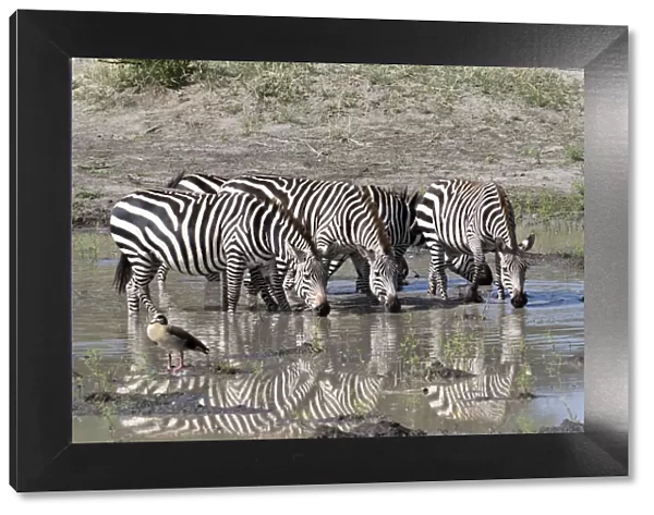 Africa, Tanzania, Ngorongoro Conservation Area. Plains zebras (Equus quagga) drinking